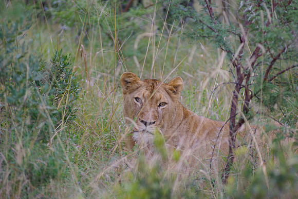 Lioness