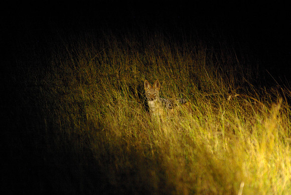 Black backed Jackal