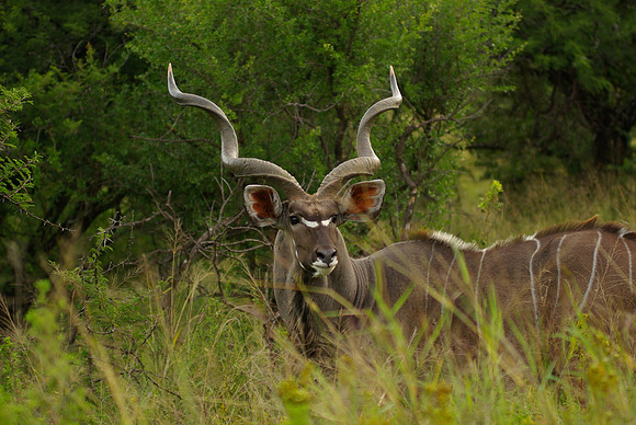 Male Kudu
