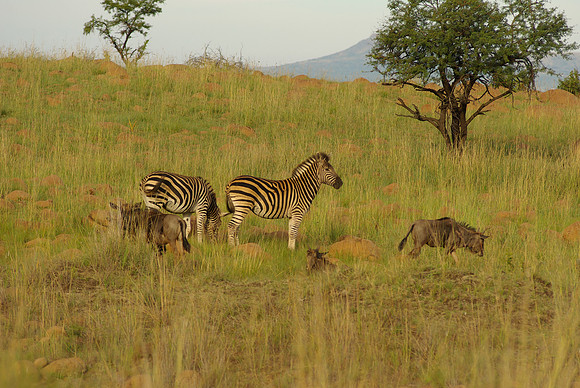 Zebra with juvenile Wildebeast