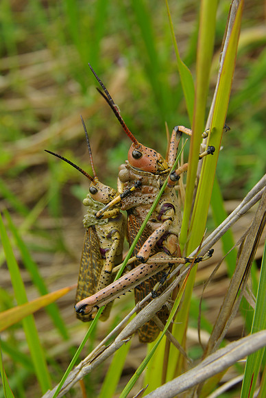 Locusts in Nambiti reserve