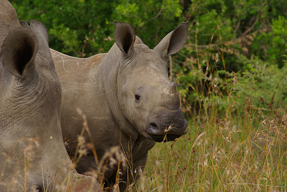 Juvenile Rhino with Mother