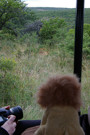 Happy Lion checking out the real lions