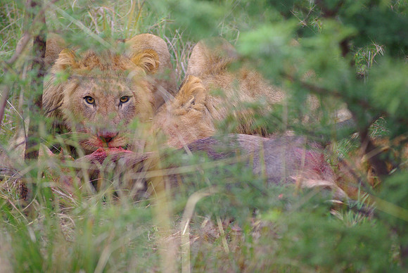 Juvenile male lion dining on warthog