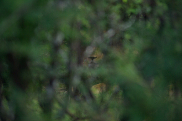 Find the Lion