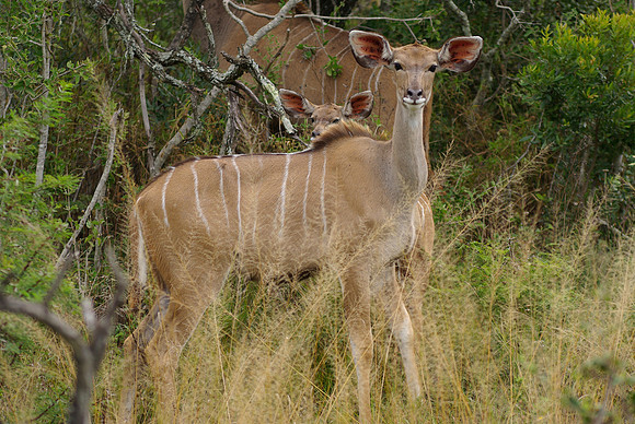 Female Kudu