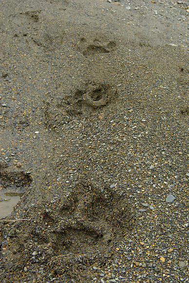 Leopard Tracks