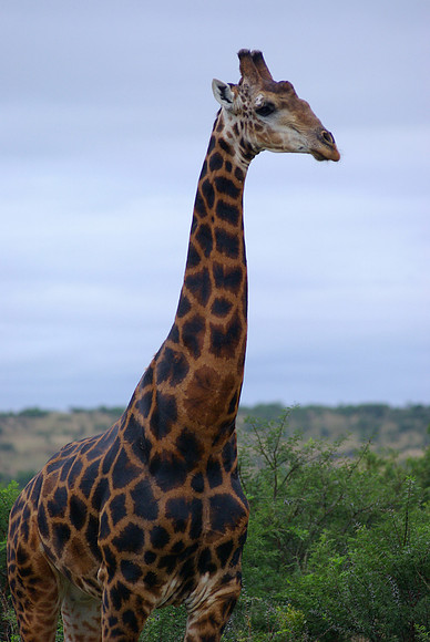 Male Giraffe- Nambiti Game Reserve