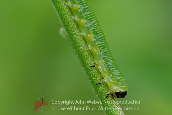 Inchworm