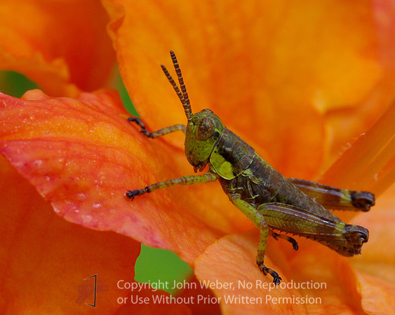 Grasshopper on Flame Azealia